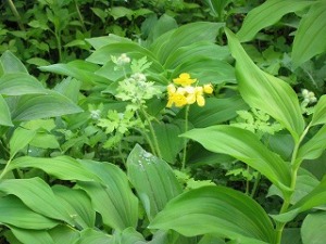 この花の名は? この花の名は?