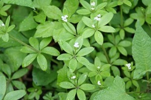 この白い花の名は? この白い花の名は?
