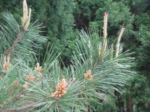クロマツの花 クロマツの花