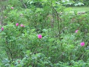 ハマナスの花 ハマナスの花