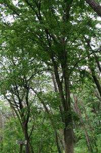 55番地点のケヤキ 55番地点のケヤキ
