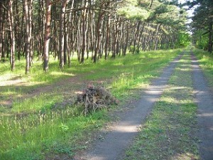松枯れ枝 松枯れ枝