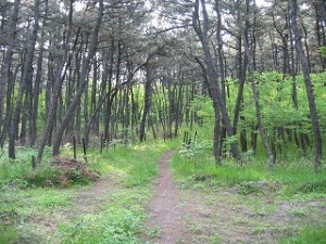 広葉樹の侵入 広葉樹の侵入