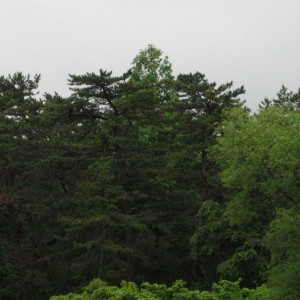 広葉樹の樹冠部