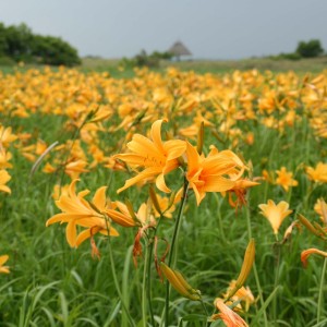 ニッコウキスゲ