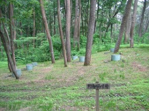 野鳥の水場 野鳥の水場