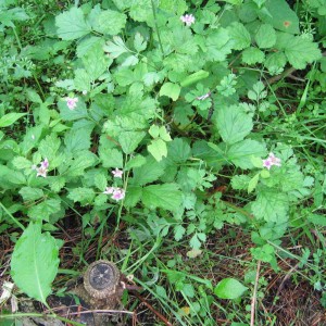 いちごの花 いちごの花