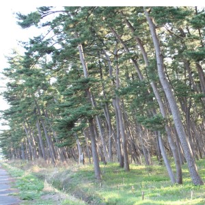 酒田ー国道112号の松原 酒田ー国道112号の松原
