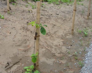 こちらはミズナラの植栽 こちらはミズナラの植栽