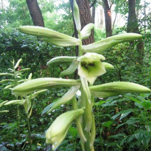 オオウバユリの咲き始め オオウバユリの咲き始め