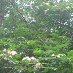 ネムの花 ネムの花