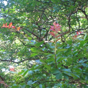 サルスベリの花はまだ サルスベリの花はまだ