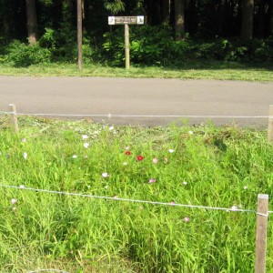 コスモス