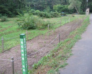 整備されたコスモス園 整備されたコスモス園