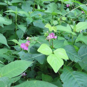 花の名前? 花の名前?
