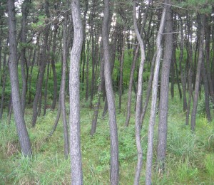 大森橋近くの松林 大森橋近くの松林