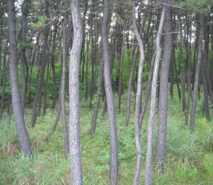 大森橋近くの松林