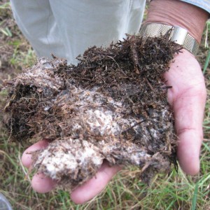 根粒菌 根粒菌
