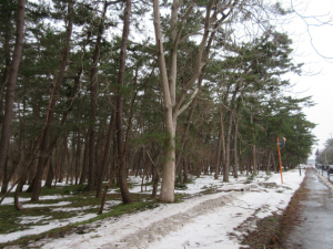 この木の名前は？